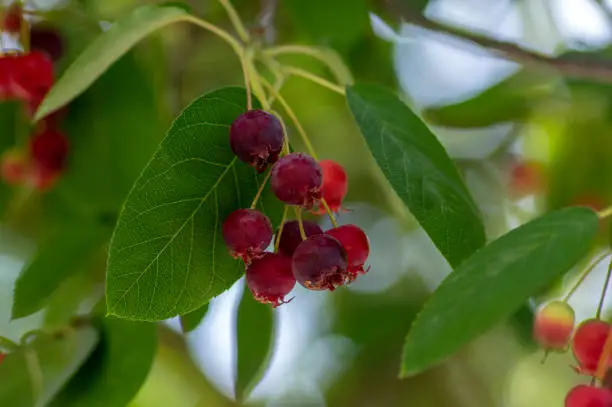 Photo of Amelanchier lamarckii ripe and unripe fruits on branches, group of berry-like pome fruits called serviceberry or juneberry