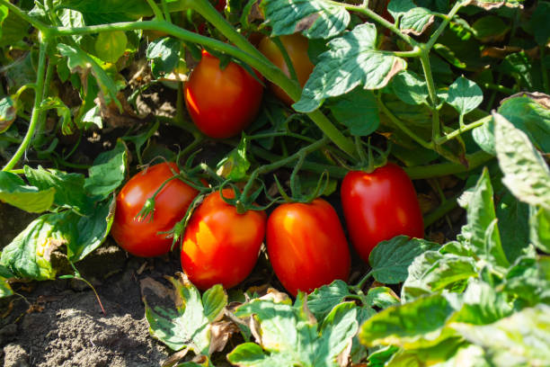 istock ripe, red tomatoes hang on the bush 1276975444