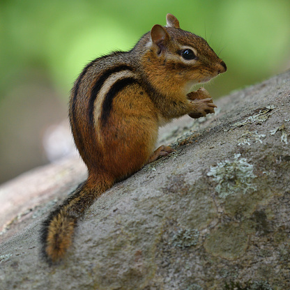 Eastern chipmunk on rock in Connecticut yard, eating an acorn while looking at camera