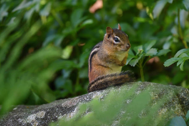 istock Chipmunk sitting up on rock, looking at camera 1276977077