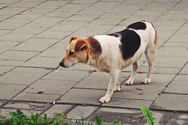 istock A dog walking with a sad face. 1276977084