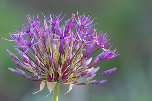 Asiatic onion flower. Growing decorative flowers in the garden. Bouquets for the holidays. Selective focus.