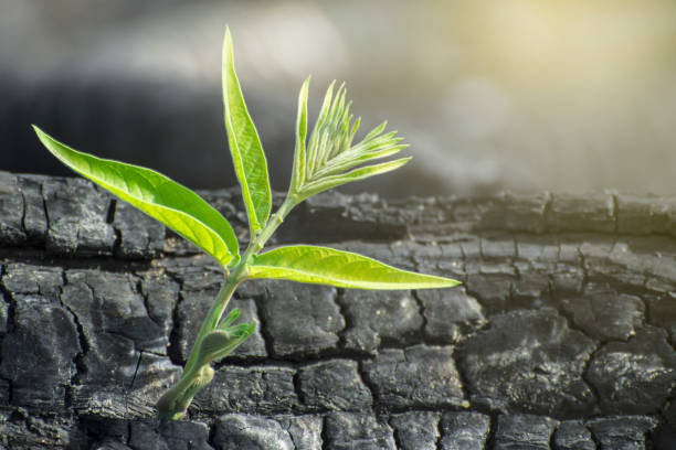 Green tree sprouts are regrowth in burnt forest.