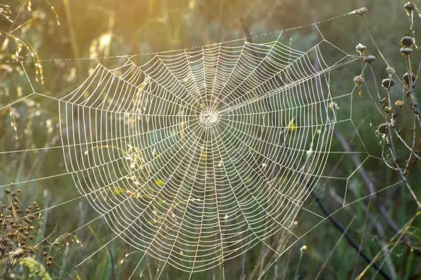 Photo of Spider web on the dried grass in the meadow. Autumn morning. Dew on herbs. Selective focus.