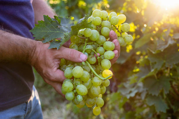 Fresh grapes Unrecognizable Caucasian man holding fresh white nutmeg grapes in his hands. chardonnay grape stock pictures, royalty-free photos & images