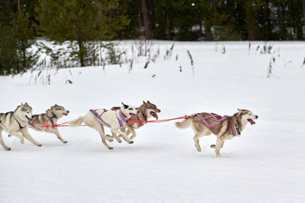 istock Running Husky dog on sled dog racing 1276979648