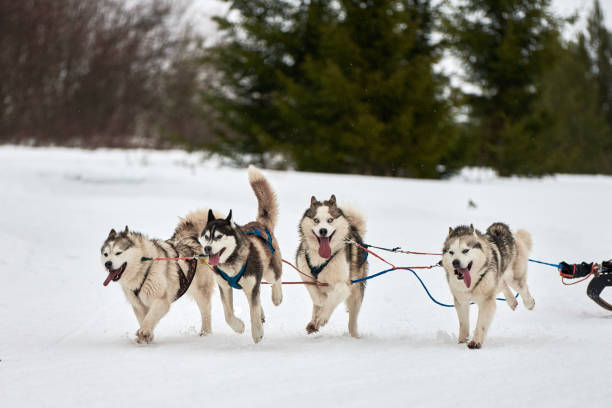 istock Running Husky dog on sled dog racing 1276979653