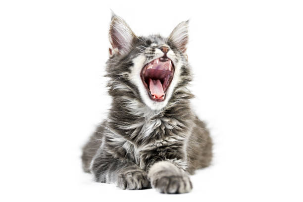 istock Meowing Maine coon kitten, isolated 1276979654