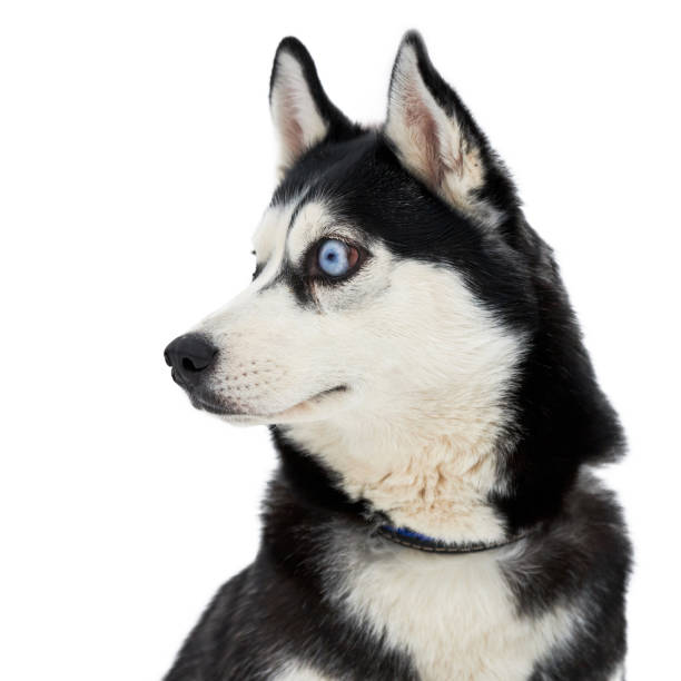 istock Funny husky face with big surprised eyes, isolated 1276979662