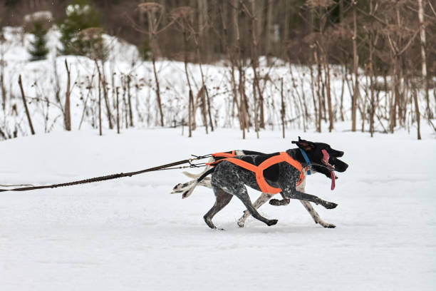 istock Running Pointer dog on sled dog racing 1276979680
