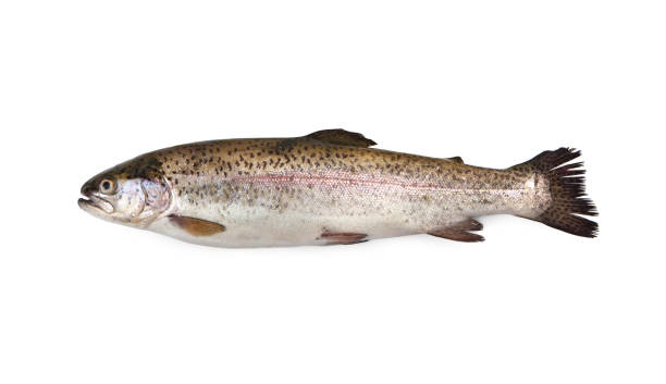 istock Rainbow trout - Oncorhynchus mykiss 1276980640