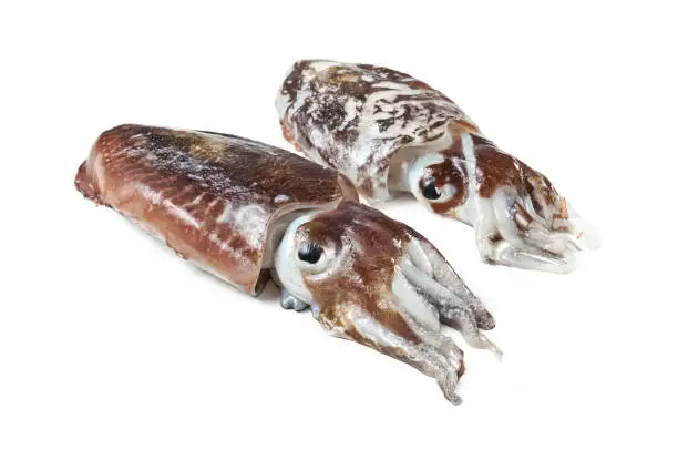 Sepiidae, Sepiidae, Cuttlefish, sea shell isolated on white background