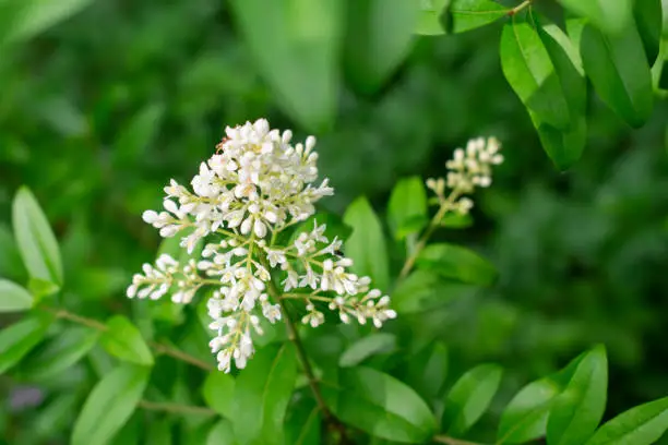 Small white flowers of ligustrum