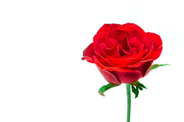 istock Red rose on a white background detail art love 1276982450