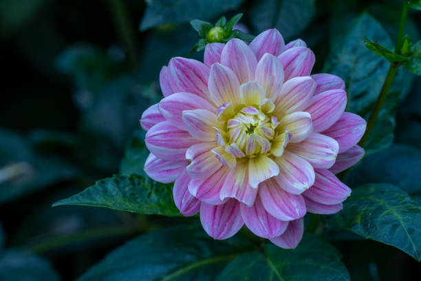 istock Pink Dahlia flower 1276983273
