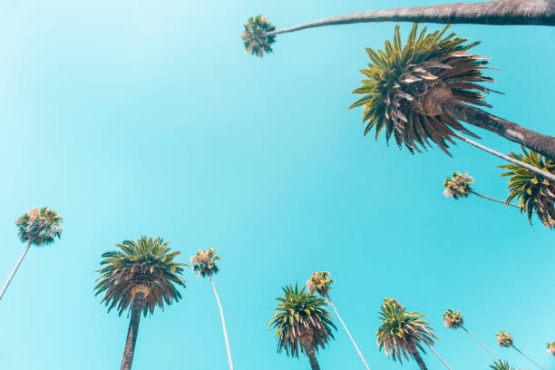 Beverly Hills palms in California tones arranged in a line with copy-space