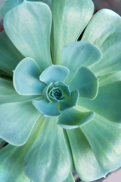 istock echeveria plant close-up 1276983536