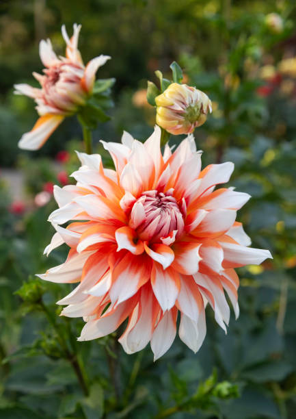 istock Dahlia 