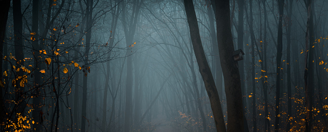 Mysterious pathway. Footpath in the dark, foggy, autumnal, misty forest. Wide panorama.