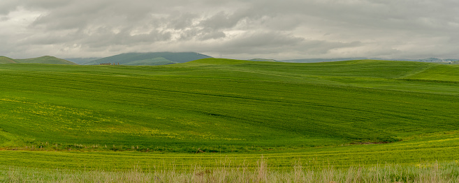 Apulia, The Murgia, the Apulian countryside. Italy..Wheat fields and gray sky. Green and yellow fields, hills.