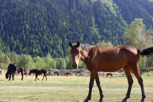 istock Beautiful red horse with black mane in a mountain pasture 1276984501