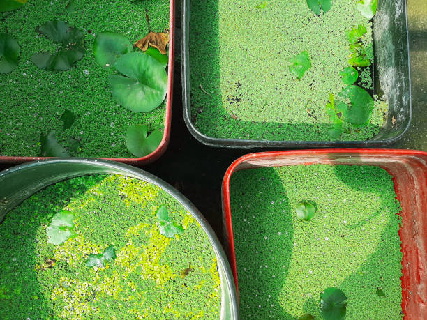 the view from the top of the pots with micro-algae grown for ponds and lakes in garden center