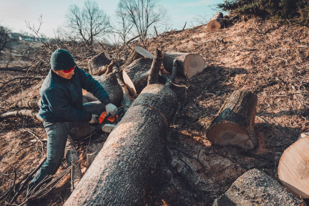 istock Harvesting firewood for winter, a man in glasses cut a tree by chainsaw holding it in his hands 1276984708