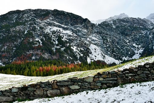 The snow surprise the green meadows and the larches on the alps in the early autumn.