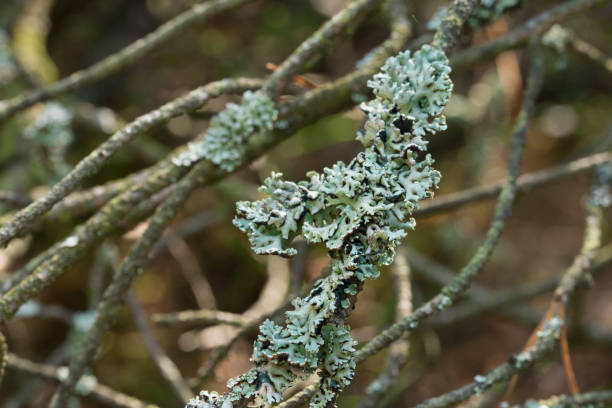 istock lichen Hypogymnia physodes on tree closeup 1276984994