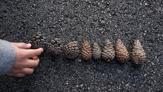 Beautiful composition with pine cones on an asphalt background. Playing in the park, connecting with nature, showing respect and love.