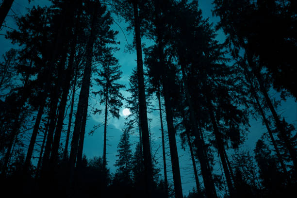 istock Full moon through the spruce trees in the magic mystery night forest. Halloween backdrop. 1276986485