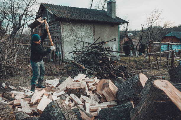 A chilly man harvests wood for cold winter cutting a thick solid ash tree A chilly man harvests wood for cold winter cutting a thick solid ash tree 2019 ukrainian village stock pictures, royalty-free photos & images