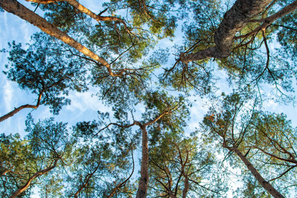 istock Tall pine tree tops against blue sky and white clouds 1276987862