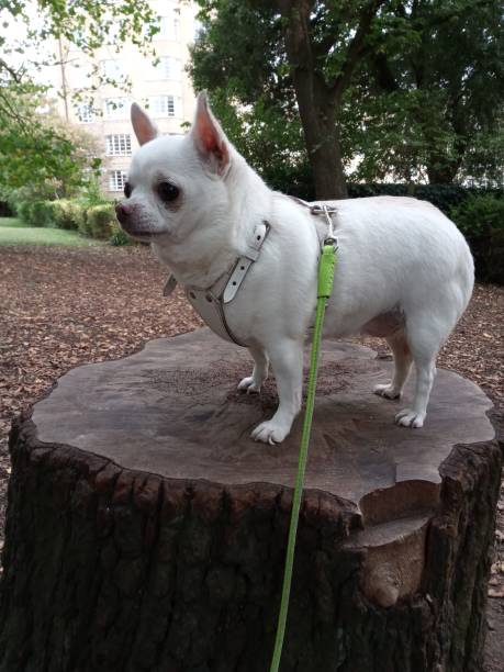 istock Chihuahua Standing on a Tree Stump in Park 1276988180