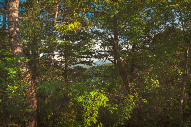 Lush foliage of forest in spring, natural background