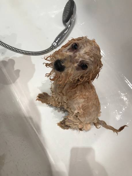 istock Rudy Bathtube 1276989102