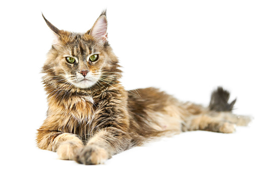 Adult Maine coon cat, isolated. Cute tortoiseshell maine-coon cat on white background. Big funny purebred cat with tortoiseshell color. Studio shoot, cut out for design or advertising.