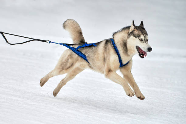Running Husky dog on sled dog racing. Winter dog sport sled team competition. Siberian husky dog in harness pull skier or sled with musher. Active running on snowy cross country track road