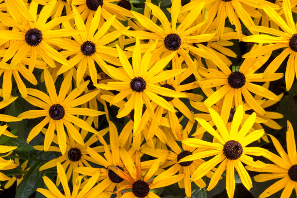 istock Rudbeckia brilliant (Rudbeckia fulgida) 1276989377