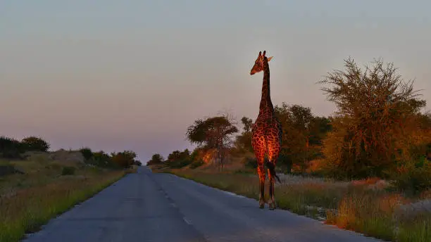 Lonely angolan giraffe (giraffa camelopardalis angolensis, namibian giraffe) walking on a road in evening light near Namutoni gate in Kalahari desert, Etosha National Park, Namibia, Africa.