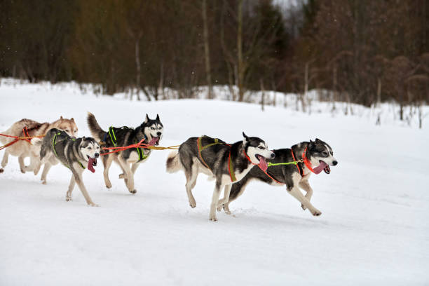 istock Running Husky dog on sled dog racing 1276990785
