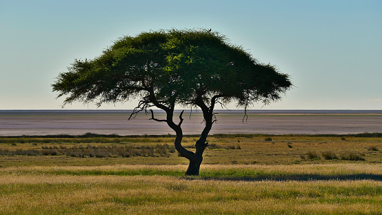 Lone standing acacia tree on a meadow with green grass in Kalahari desert with Etosha pan and horizon in background in Etosha National Park, Namibia, Africa.