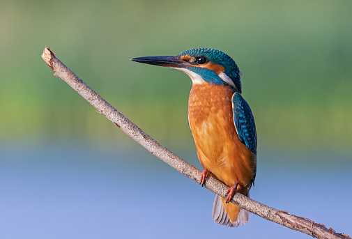Beautiful male common (Alcedo atthis) kingfisher perching on a twig.