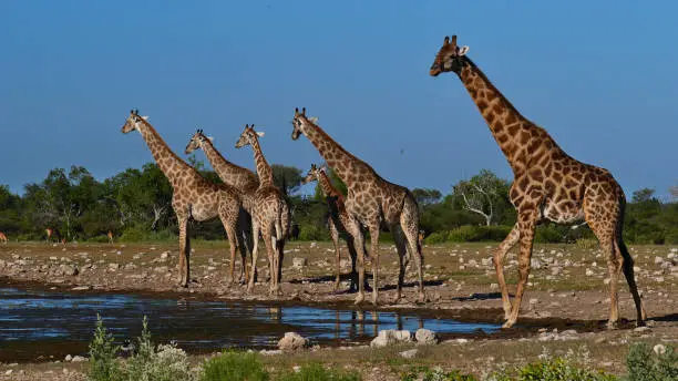 Herd of angolan giraffes (giraffa camelopardalis angolensis, namibian giraffe) with elongated necks standing at Namutoni waterhole in Kalahari desert, Etosha National Park, Namibia, Africa.