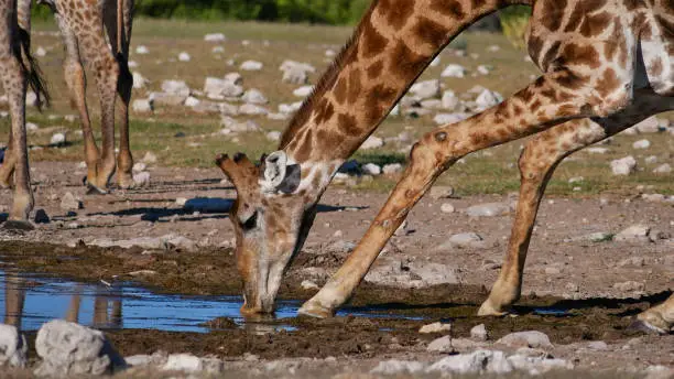 Closeup view of angolan giraffe (giraffa camelopardalis angolensis, namibian giraffe) drinking water with spread legs at Namutoni waterhole in Kalahari desert, Etosha National Park, Namibia, Africa.