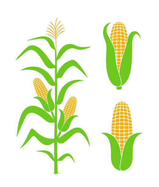 トウモロコシとフィールド。白い背景に孤立したトウモロコシ - corn on the cob corn corn crop white background点のイラスト素材／クリップアート素材／マンガ素材／アイコン素材