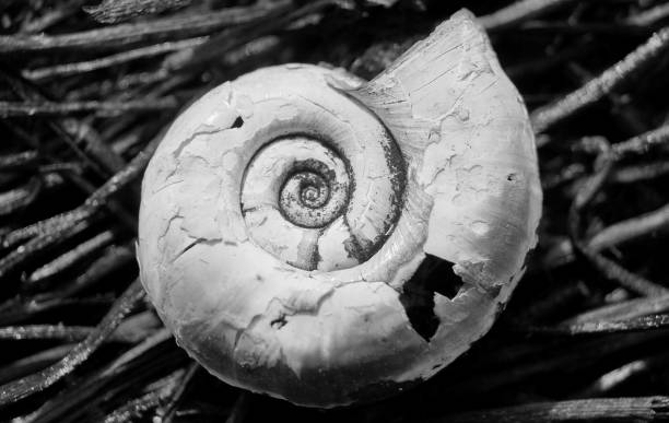 istock Seashell on a black background macro black and white photo nature imressionism 1276993162
