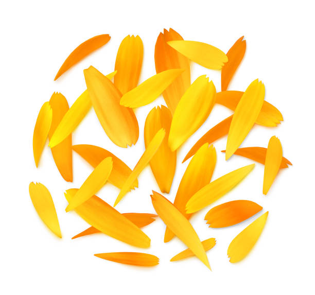 istock Isolated marigold petals (calendula officinalis), top view 1276994115