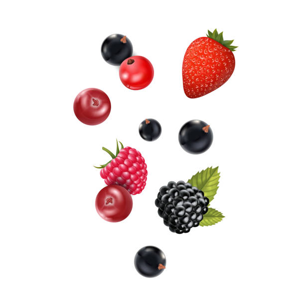 realistyczne szczegółowe 3d różne rodzaje raw jagody zestaw. wektor - berry fruit currant dessert vector stock illustrations