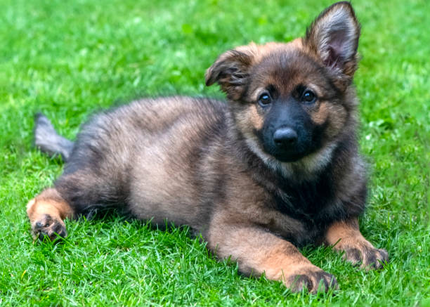 istock german shephed alsatian puppy 1276994665